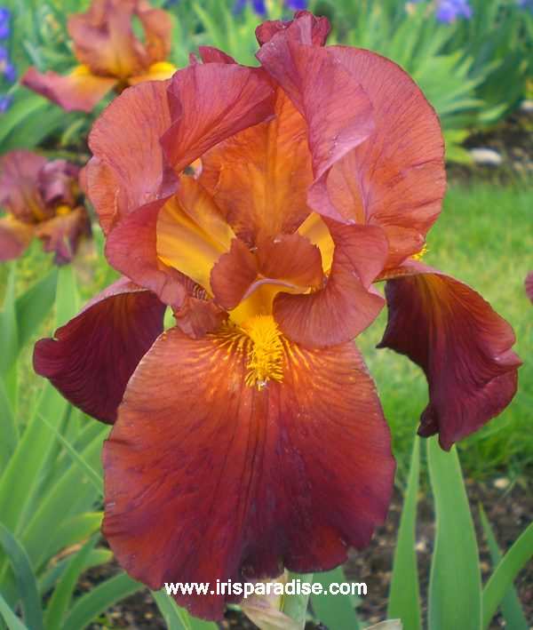 Iris germanica 'Velvet Robe'